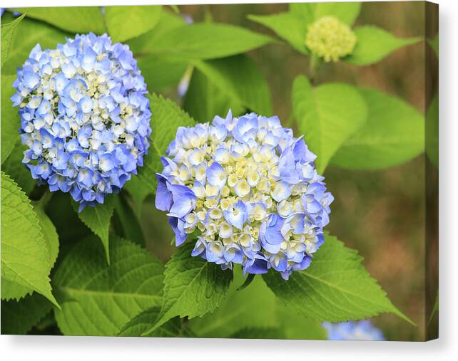 Colors Canvas Print featuring the photograph Blue Hydrangea Deux by Tanya Owens