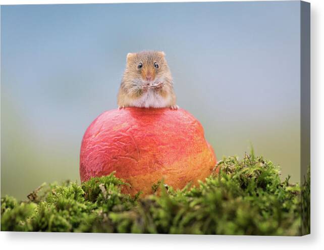 Cute Canvas Print featuring the photograph Boss mouse by Erika Valkovicova