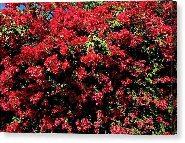Bougainvillea Flowers Vines Canvas Print featuring the photograph Bougainvillea Palm Springs California 0453 by Amyn Nasser