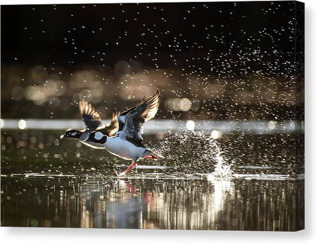 Action Canvas Print featuring the photograph Buffleheads running on water by Mike Fusaro