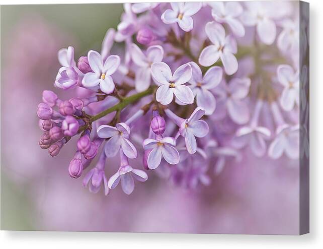 Flowers Canvas Print featuring the photograph Lilac Dream by Linda McRae