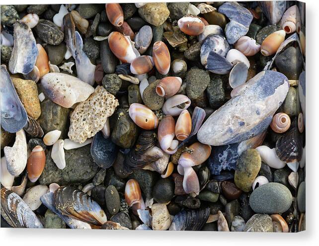 Background Canvas Print featuring the photograph Sea Shell Assortment by Mike Fusaro