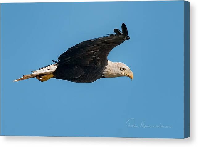 Bald Eagle Canvas Print featuring the photograph Bald Eagle Soaring 3128 by Dan Beauvais