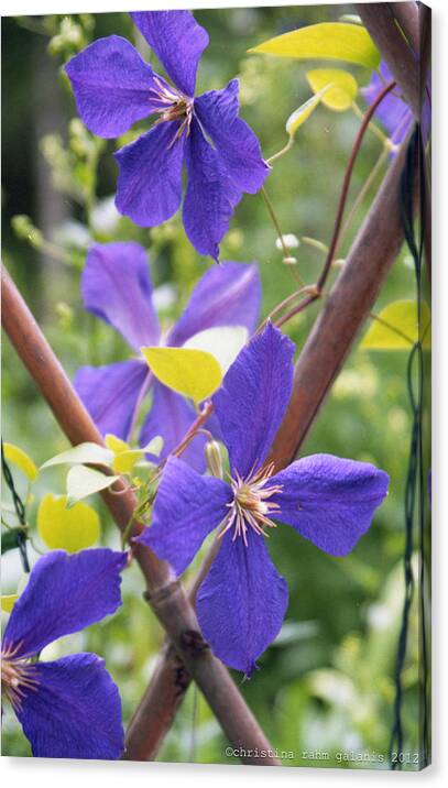 Purple Canvas Print featuring the photograph Purple clematis clinging on a fence by Ingela Christina Rahm
