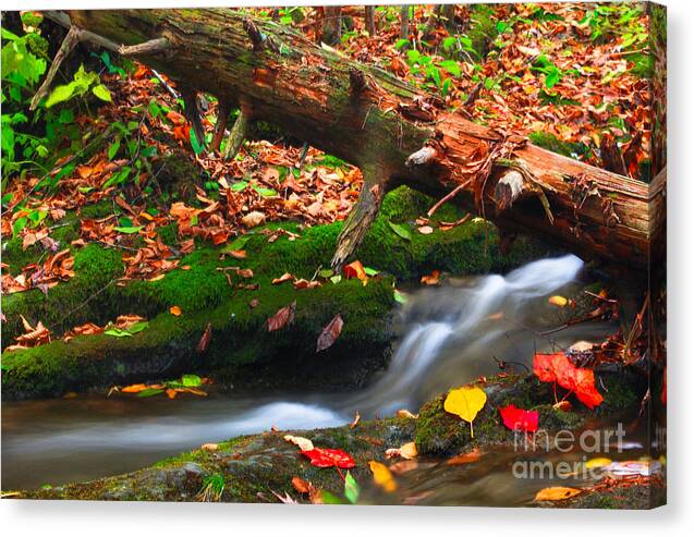 Nature Canvas Print featuring the photograph Autumn Paths by Everett Houser