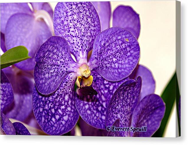 Birmingham Canvas Print featuring the photograph Purple Orchid by Everett Spruill