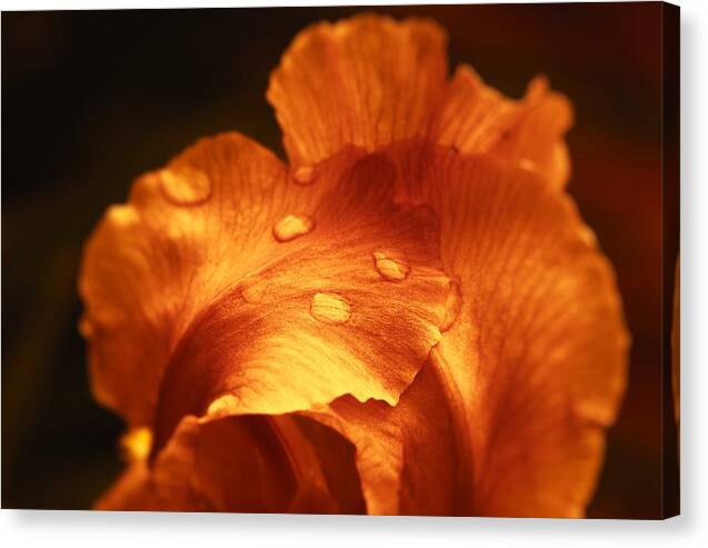 Red Flower Canvas Print featuring the photograph Red Flower Closeup by Vlad Baciu