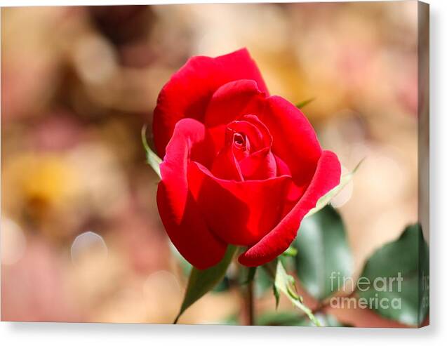 Cathy Dee Janes Canvas Print featuring the photograph Rose Morning by Cathy Dee Janes