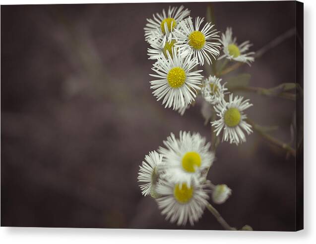 Small Canvas Print featuring the photograph Small Daisies Closeup by Vlad Baciu