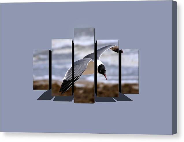 Seagull Canvas Print featuring the photograph Soaring by Cecil Fuselier