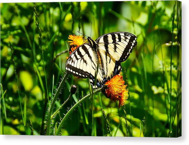 Butterfly Canvas Print featuring the photograph Sunbathing by Rockybranch Dreams