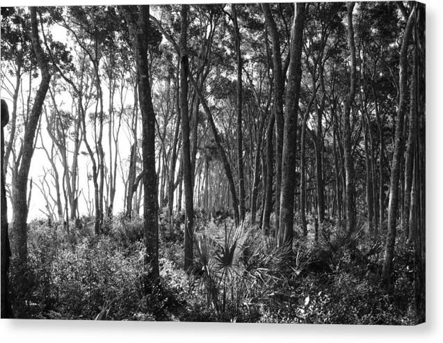 Trees Canvas Print featuring the photograph Wild Florida by Thomas Leon