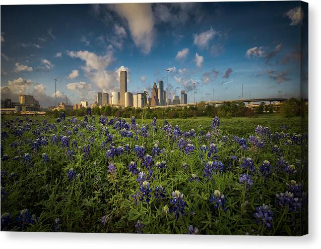 Houston Canvas Print featuring the photograph Bluebonnet City by Chris Multop