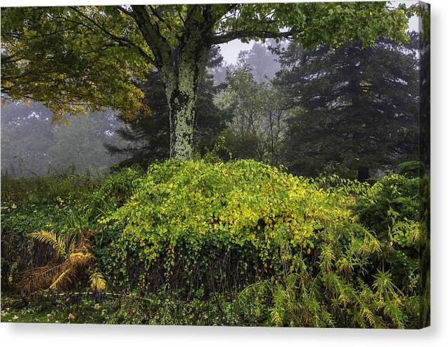 Ivy Canvas Print featuring the photograph Ivy Garden by Ken Barrett