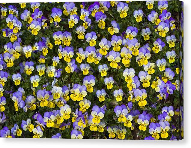 Pansy Canvas Print featuring the photograph Pick Me-Pansies by Ken Barrett