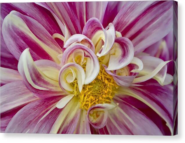 Pink & White Dahlia Canvas Print featuring the photograph Pink and White Dahlia by Ken Barrett