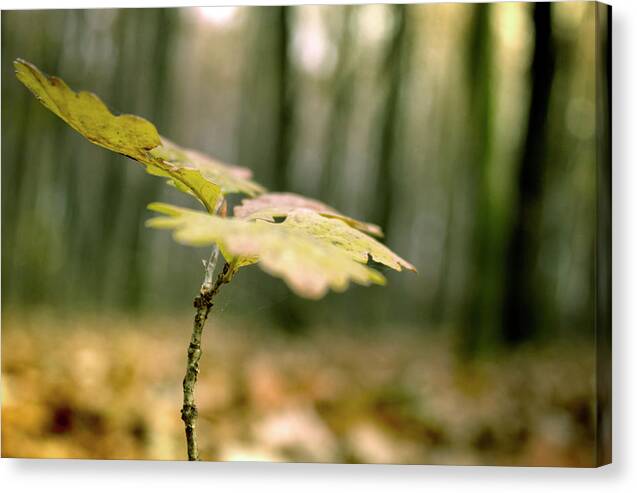 Branch Canvas Print featuring the photograph Small branch with yellow leafs close-up by Vlad Baciu
