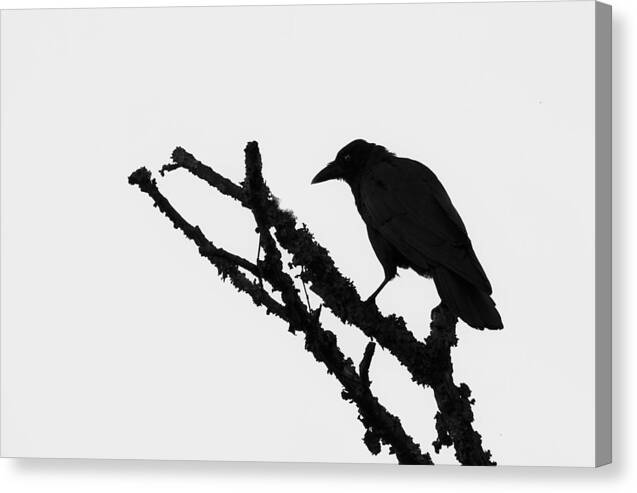 Rave Canvas Print featuring the photograph The Raven by Ken Barrett