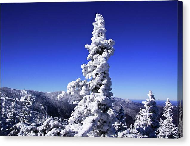 Jackson Canvas Print featuring the photograph Snow Tree #1 by Rockybranch Dreams