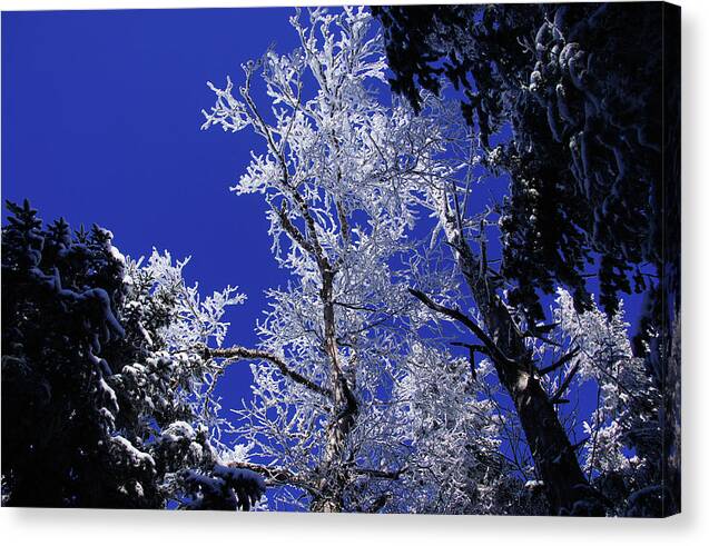 Snow Canvas Print featuring the photograph Crystal Lattice by Rockybranch Dreams