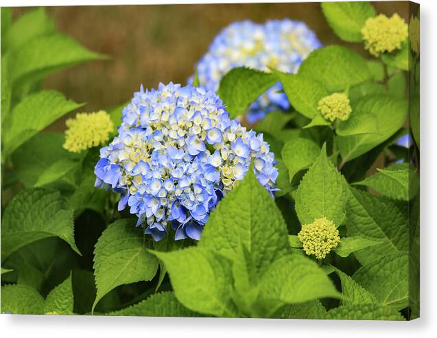 Rhode Island Canvas Print featuring the photograph Blue Hydrangea by Tanya Owens