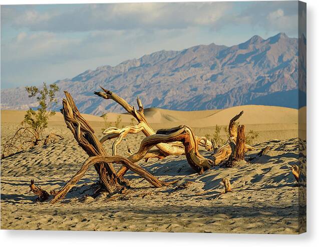 Landscape Canvas Print featuring the photograph Mesquite by Jermaine Beckley