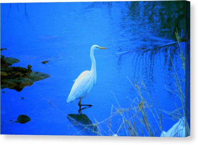 Bird Canvas Print featuring the photograph The snowy white Egret by Tim Ernst