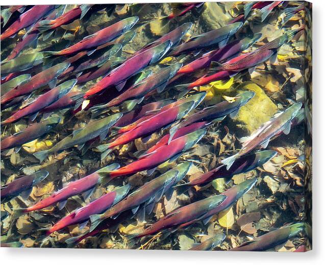 Fish Canvas Print featuring the photograph Tahoe Salmon by Martin Gollery