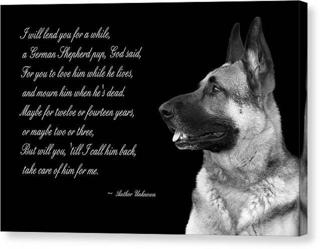Dog Canvas Print featuring the photograph Tribute to German Shepard by Cecil Fuselier