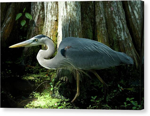 Bird Canvas Print featuring the photograph Wading Bird by Jessica Wakefield