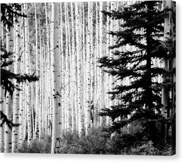 Landscape Canvas Print featuring the photograph Aspen Afternoon by Allan McConnell
