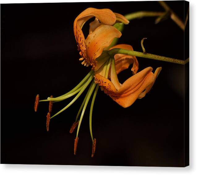 Tiger Lily Canvas Print featuring the photograph Tiger Lily 2020 by Richard Cummings