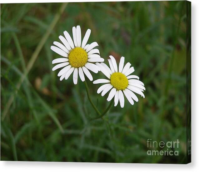 Daisy Canvas Print featuring the photograph Two to the sun by LeLa Becker