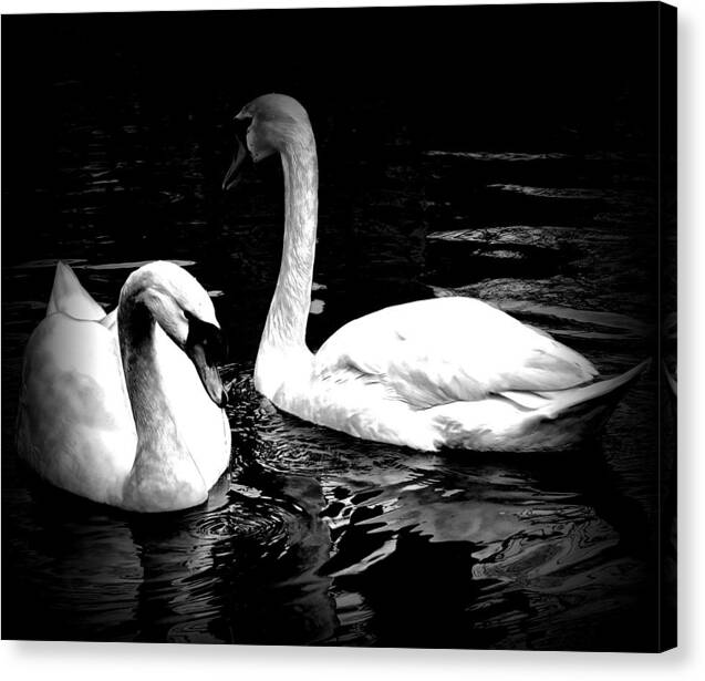 Swans Canvas Print featuring the photograph Birds of a Feather Together by Elf EVANS