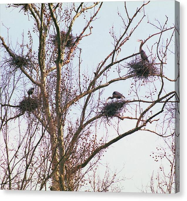 Birds Canvas Print featuring the photograph 100408-2 Nesting Great Blue Herons by Mike Davis