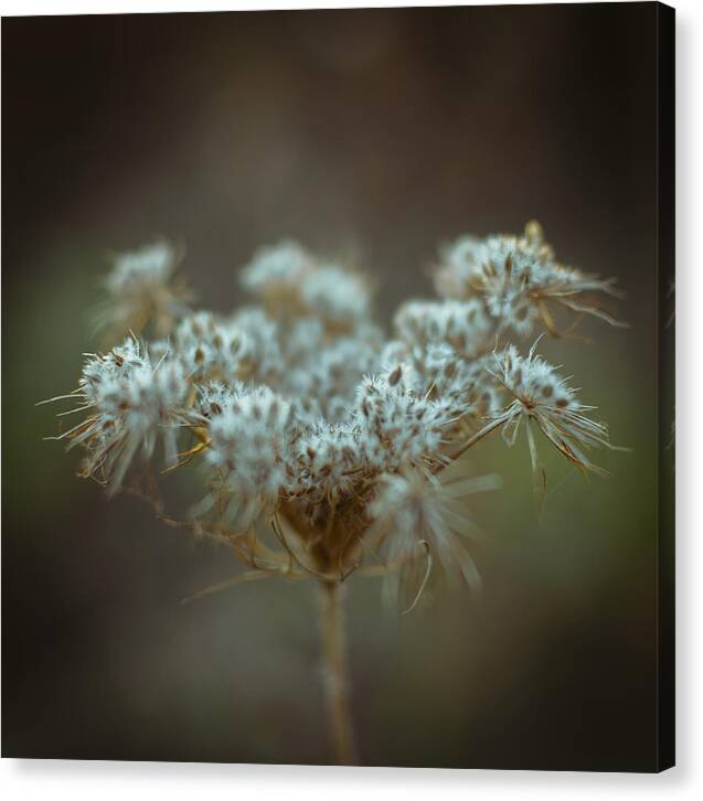 Fluffy Canvas Print featuring the photograph Fluffy white weed closeup by Vlad Baciu