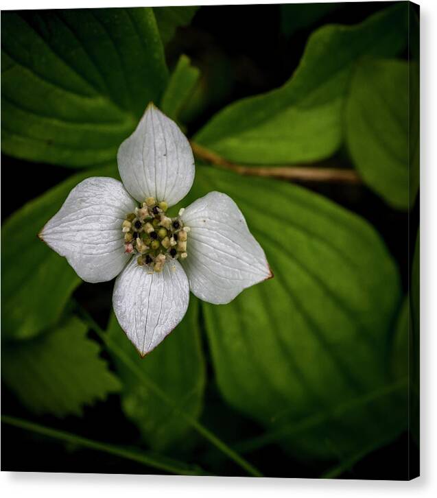 Alberta Canvas Print featuring the photograph Bunchberry Dogwood on Gloomy Day by Darcy Michaelchuk