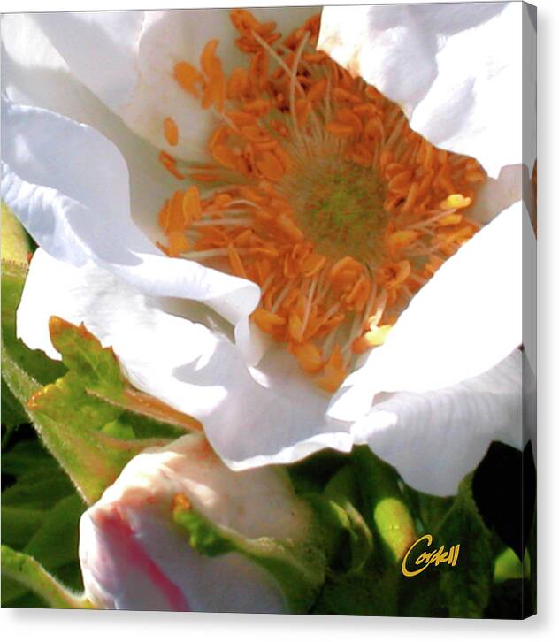 Flowers Canvas Print featuring the photograph Beach Rose by Joan Cordell