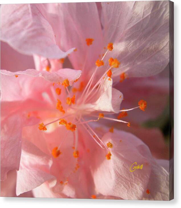 Flowers Canvas Print featuring the photograph Hibiscus by Joan Cordell
