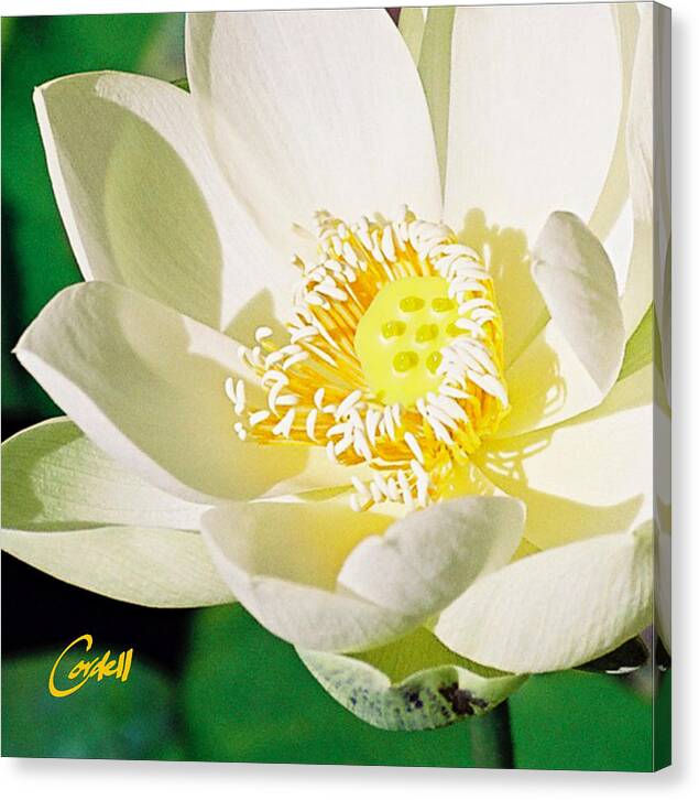 Flowers Canvas Print featuring the photograph Lotus by Joan Cordell