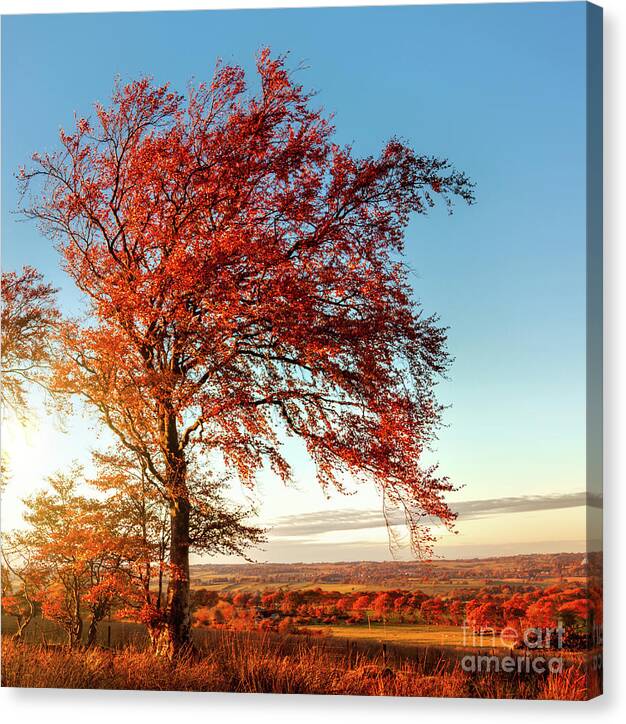Autumn Canvas Print featuring the photograph Autumn Sunshine by Kype Hills