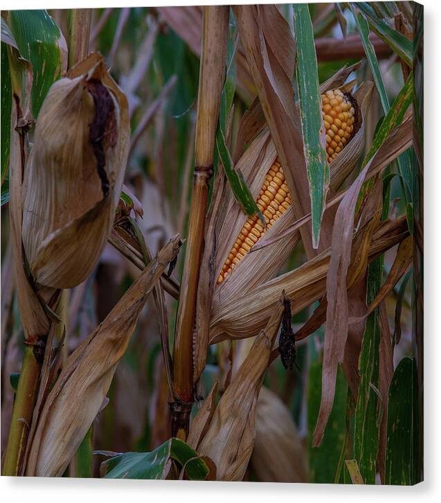 Nebraska Canvas Print featuring the photograph Nebraska Corn No. 1 by Al White