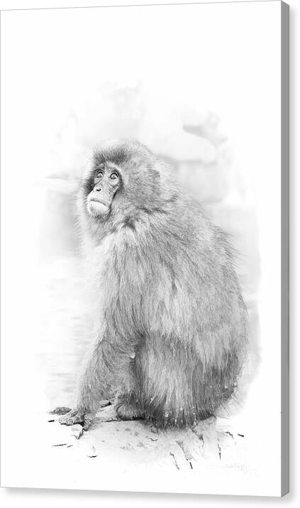 Snow Canvas Print featuring the digital art Snow Monkey Character Study II by Michele Steffey