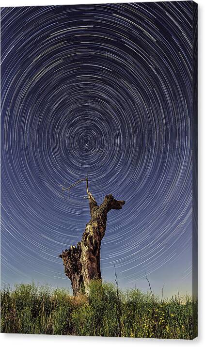 California Canvas Print featuring the photograph Lonely Tree Under Star Trails by Don Hoekwater Photography