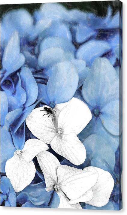 New England Canvas Print featuring the digital art Country Fly Blue Hydrangea Watercolor by Tanya Owens