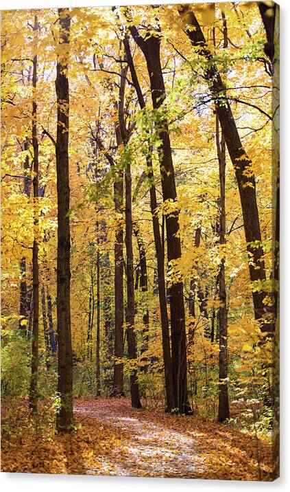 Forest Canvas Print featuring the photograph Walk through Fall by By MichelsPhotos