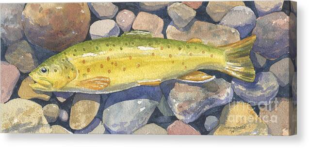 Fishing Canvas Print featuring the painting Brown Trout Rush Creek #1 by Mark Jennings
