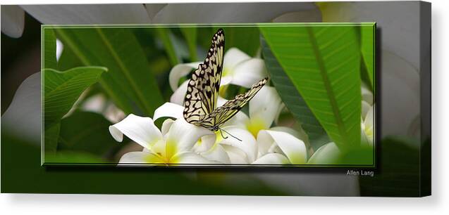 Butterfly Canvas Print featuring the photograph A Sip of Nectar by Allen Lang