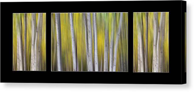 Aspen Canvas Print featuring the photograph Aspen Splendor Dreaming Triptych Collage by James BO Insogna