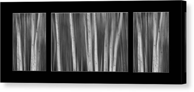 Aspen Canvas Print featuring the photograph Aspen Splendor Dreaming Triptych in Black and White by James BO Insogna